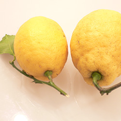 20150112-lemon.jpg
